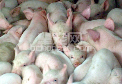 乳仔猪拉稀综合防控的25个对策，缺一不可？！