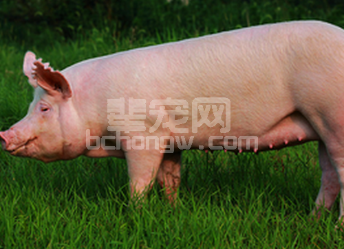母猪产后不食的原因分析