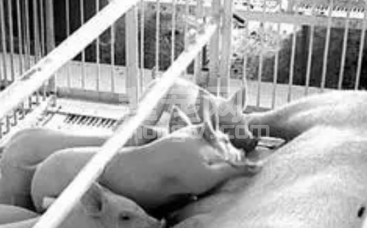 猪靠人养，猪要人管---猪场如何才能真正实现高效管理呢？