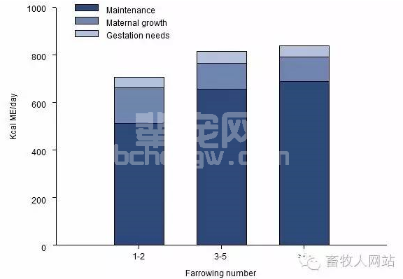 体况是调整妊娠母猪饲喂策略的正确工具吗？