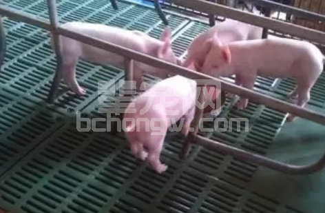 断奶仔猪最容易发生腹泻！！为什么？