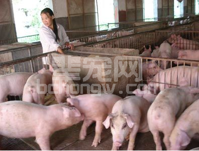 气候炎热是造成养猪生产损失根源之一，其重要影响及应对措施有哪些？