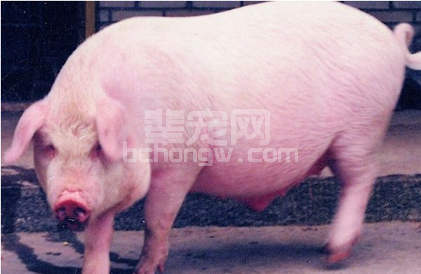 如何从营养和健康角度，提高母猪生产力效率，超级实用！