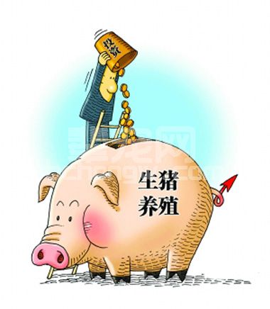 浅谈养猪如何经营一个企业