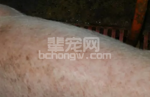 仔猪耳朵、嘴角、眼圈长出了红色斑点该怎么治?