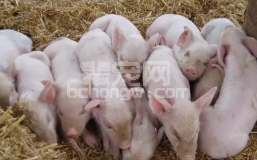 养猪人应该看的这些常识，你能分清吗？