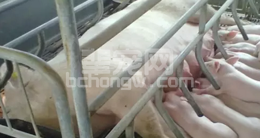 母猪产前产后如何给母猪添加饲料？