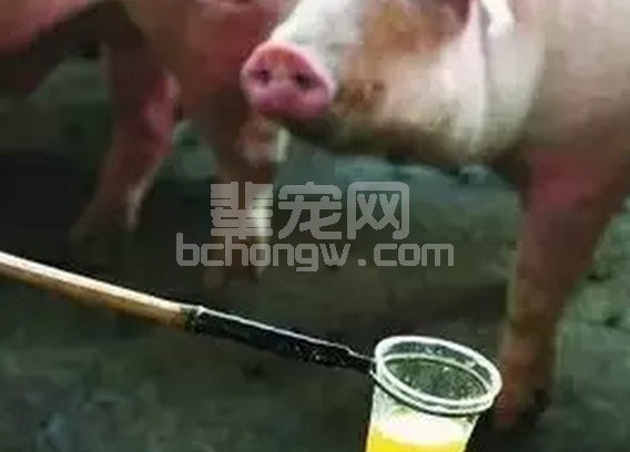 后备母猪猪尿浑浊像石灰粉是啥原因？怎么治疗？