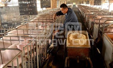 夏季养猪营养调控措施