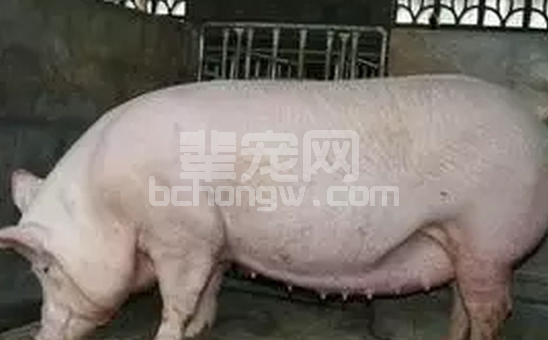 从氨基酸需求角度谈谈“母猪妊娠期和哺乳期营养需求差别”！