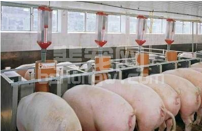 猪场病毒性腹泻防控要点