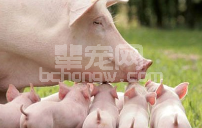 母猪乳房疾病会影响仔猪的生长发育