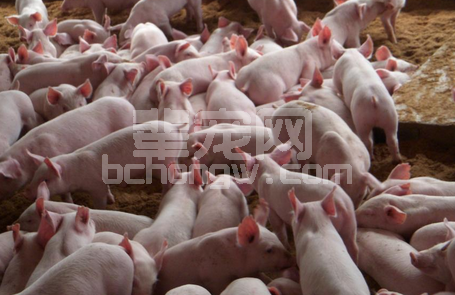 仔猪先天性震颤发生原因及防制