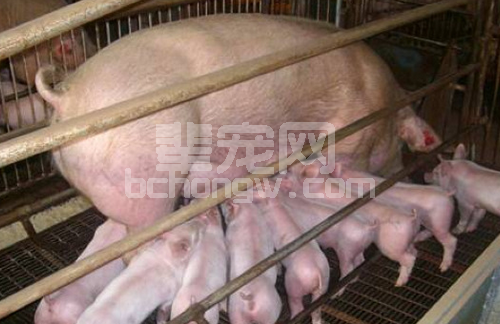 母猪临产前如何饲养