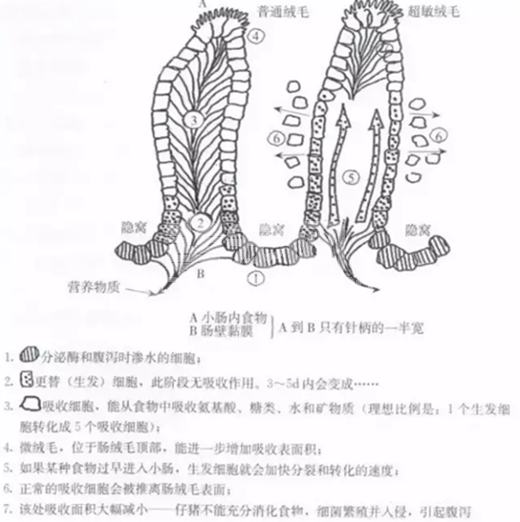 知道为什么断奶仔猪最容易发生腹泻吗？