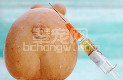 关于猪场免疫你真的知道吗？