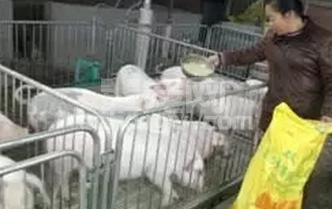 仔猪营养性腹泻，您重视了吗？