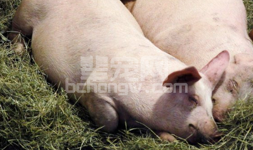 【养猪知识】盛夏季节养猪必须加强防暑降温工作