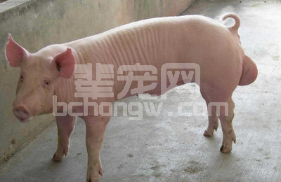 提高猪的驱虫效果的五点
