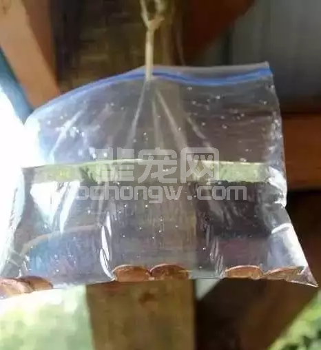最全的夏季猪场有效的驱蚊、蝇简单方法整理