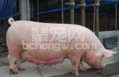 母猪产畸形胎儿，除了传染病还有可能是……