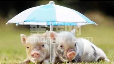 盛夏季节养猪必须加强防暑降温工作