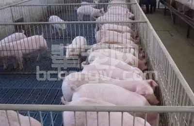 揭秘新生仔猪死亡的5大原因！如何避免死亡损失？
