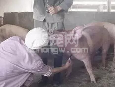 现代化猪场兽医临床管理者必须具备成年母猪、仔猪、中大猪的采血技术规范