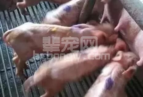 不要把所有的腹泻都定性为病毒性腹泻，仔猪营养性腹泻您重视没？如何防控？