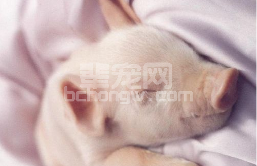 如何提高仔猪成活率