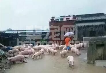 近期国内多地大雨，众多猪场受灾严重，灾情过后猪场如何进行管理？