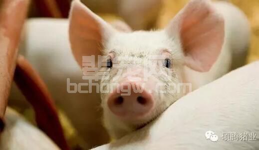 丹麦：1日龄仔猪交叉寄养 死亡率可降低23%