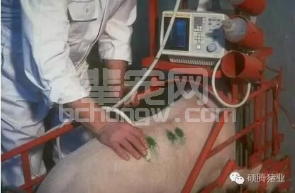 关于后备母猪饲养，这篇文章说的很全面
