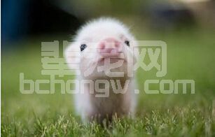 “母猪一生”的经典描述和养殖投入分析