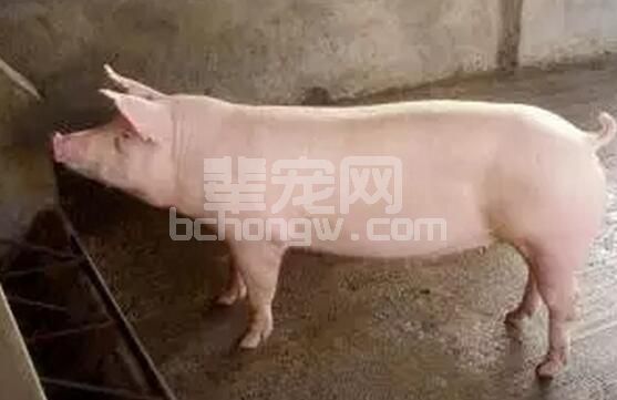 教你用专家的眼光去选种，如何做好瘦肉型后备种母猪选购？
