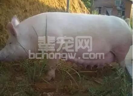 真正做好空怀期母猪与妊娠期母猪的饲养管理