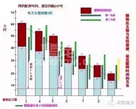 掌握了母猪发情与配种的时间规律与判断，今后配种率就不用担心了！