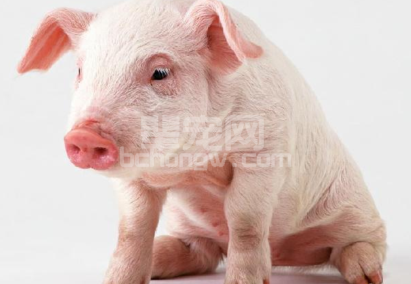 刚出生的仔猪一周内如何饲养