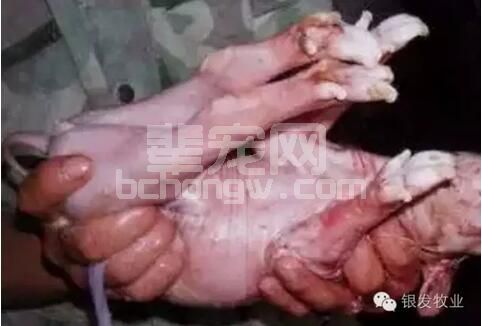 有些仔猪出生后全身发软，甚至呼吸停止，但心脏仍在跳动，如何抢救假死猪？