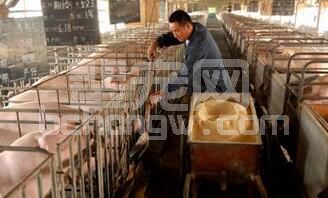 限养、环评不达标 生猪规模养殖寸步难行，猪场经营等死不如自救......
