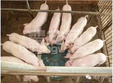 炎热夏季，不同阶段的猪喂法也不同，你知道吗？