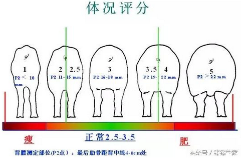母猪过肥和过瘦都会有什么影响?