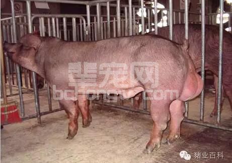 调教公猪竟然有这么多技巧！？