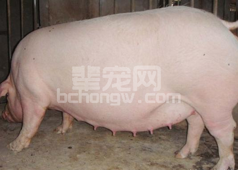 母猪产前怎么控制饲料的投喂？
