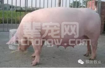 20条关于母猪的饲养知识，很实用很透彻，一定要看！