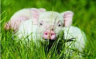 你肯定遇到过的养猪界的四大难题：PSY低、过度免疫、免疫抑制与生物安全