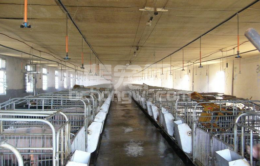 生猪养殖场防暑降温方法