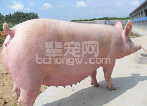 母猪产仔前后如何做好饲养管理？