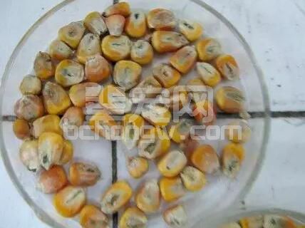 发霉的玉米绝不能做饲料喂猪！