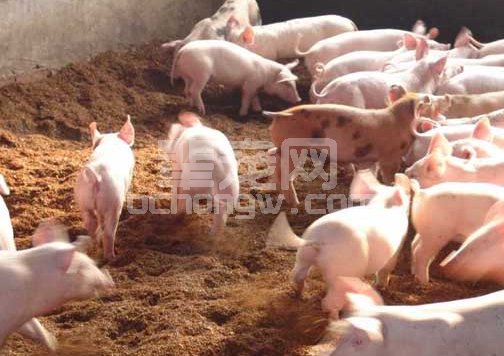 养猪场仔猪诱食小技巧